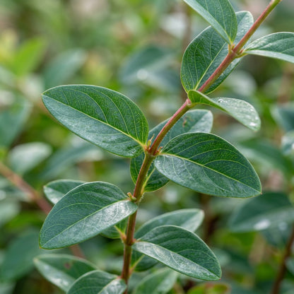 Hypericum Gladys Brabazon Flower Seeds For Planting
