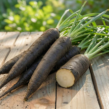 Scorzonera Maxima Vegetable Seeds for Planting