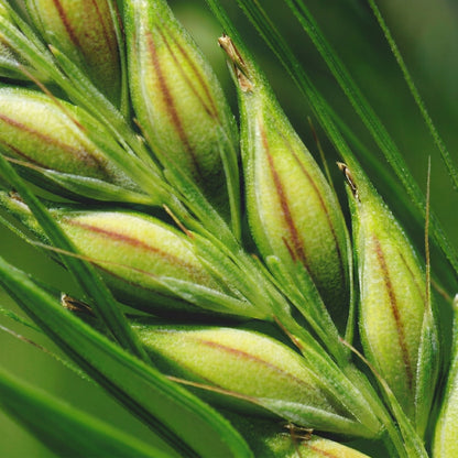 Barley Seeds for Planting – Heirloom Grain Seeds for Home Gardens