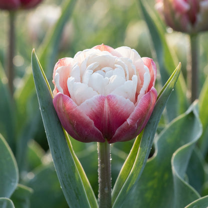 Ice Cream Tulip Flower Seeds for Planting