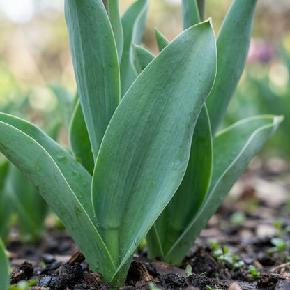 Ice Cream Tulip Flower Seeds for Planting