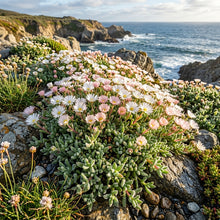 Ice Plant (Mesembryanthemum crystallinum) Seeds for Planting