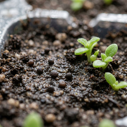 Ice Plant (Mesembryanthemum crystallinum) Seeds for Planting