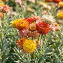 Immortelle Flower Seeds for Planting