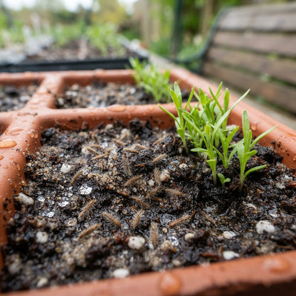 Immortelle Flower Seeds for Planting