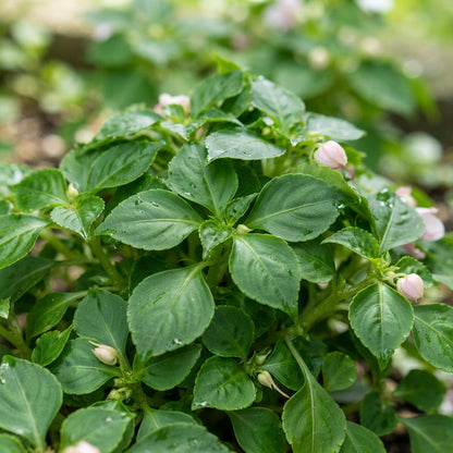 Mixed Impatiens Flower Seeds for Planting