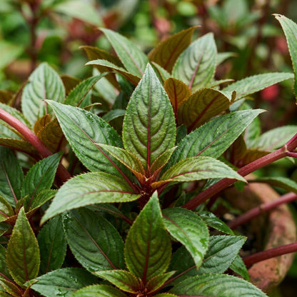 Guinea Impatiens Flower Seeds for Planting