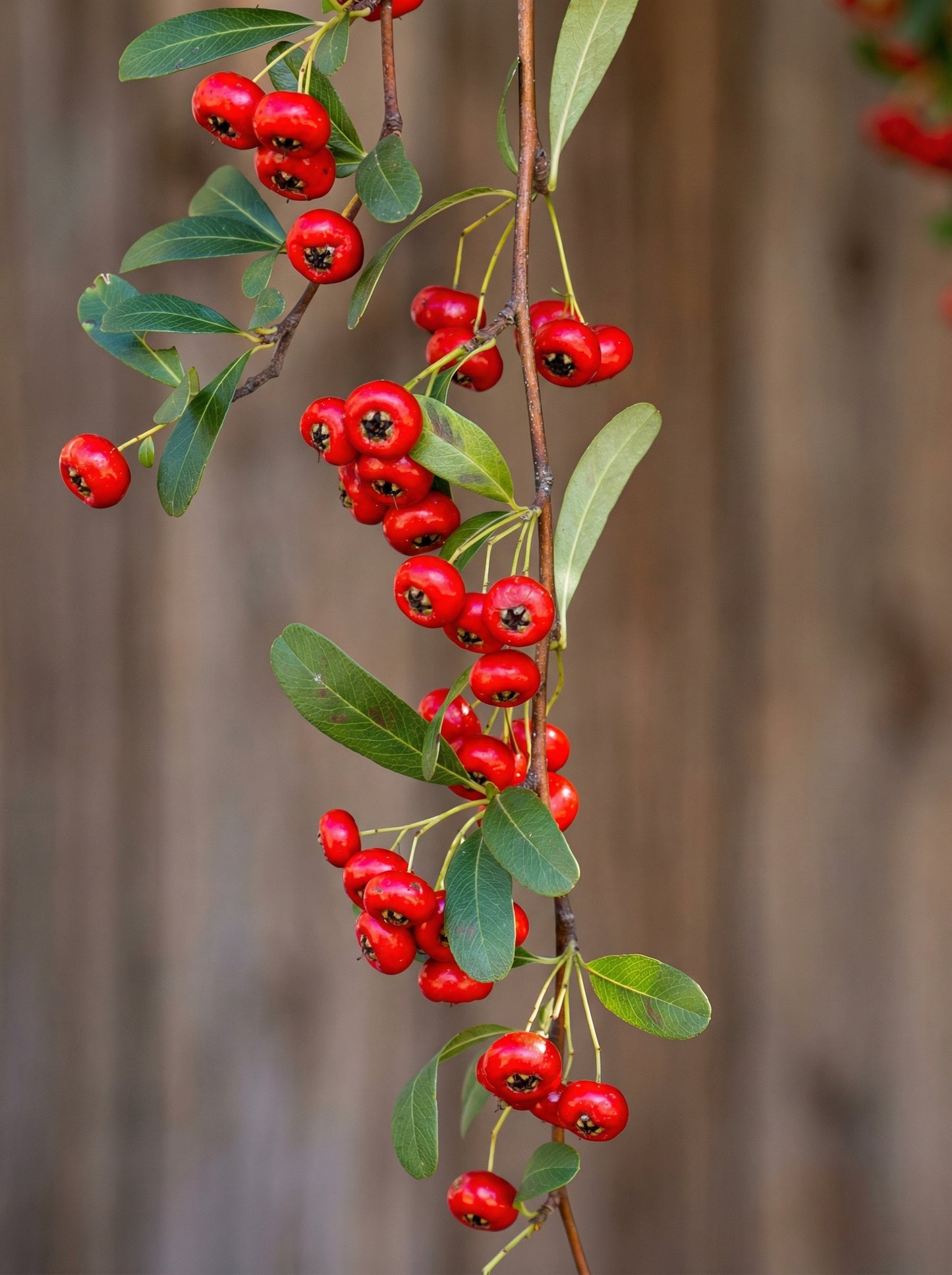 Pyracantha coccinea Shrub Seeds – Ornamental Firethorn Berry Shrub Seeds