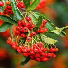 Pyracantha coccinea Shrub Seeds – Ornamental Firethorn Berry Shrub Seeds