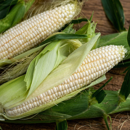 Silver Queen Sweet Corn Seeds – Heirloom White Sweet Corn Seeds