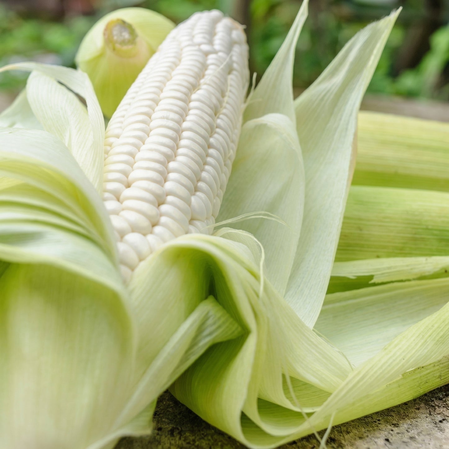 Silver Queen Sweet Corn Seeds – Heirloom White Sweet Corn Seeds