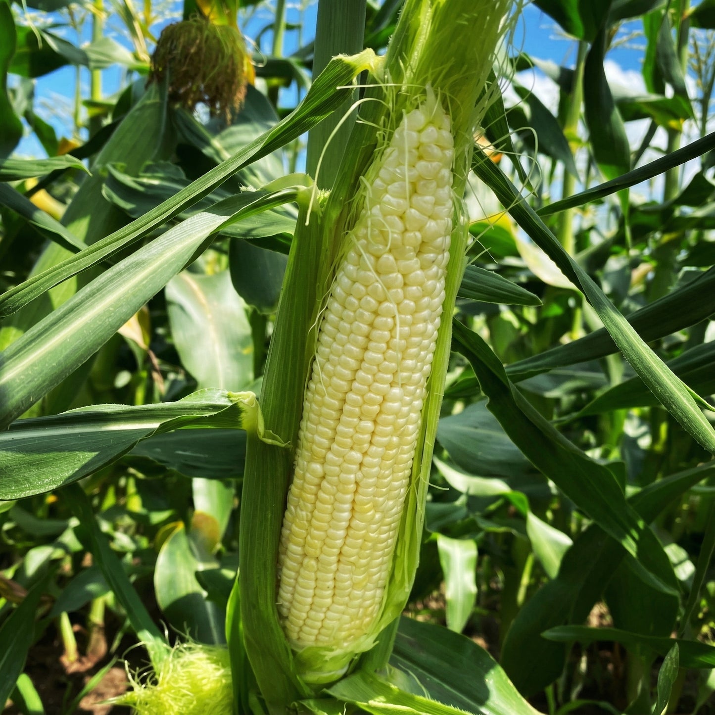 Silver Queen Sweet Corn Seeds – Heirloom White Sweet Corn Seeds