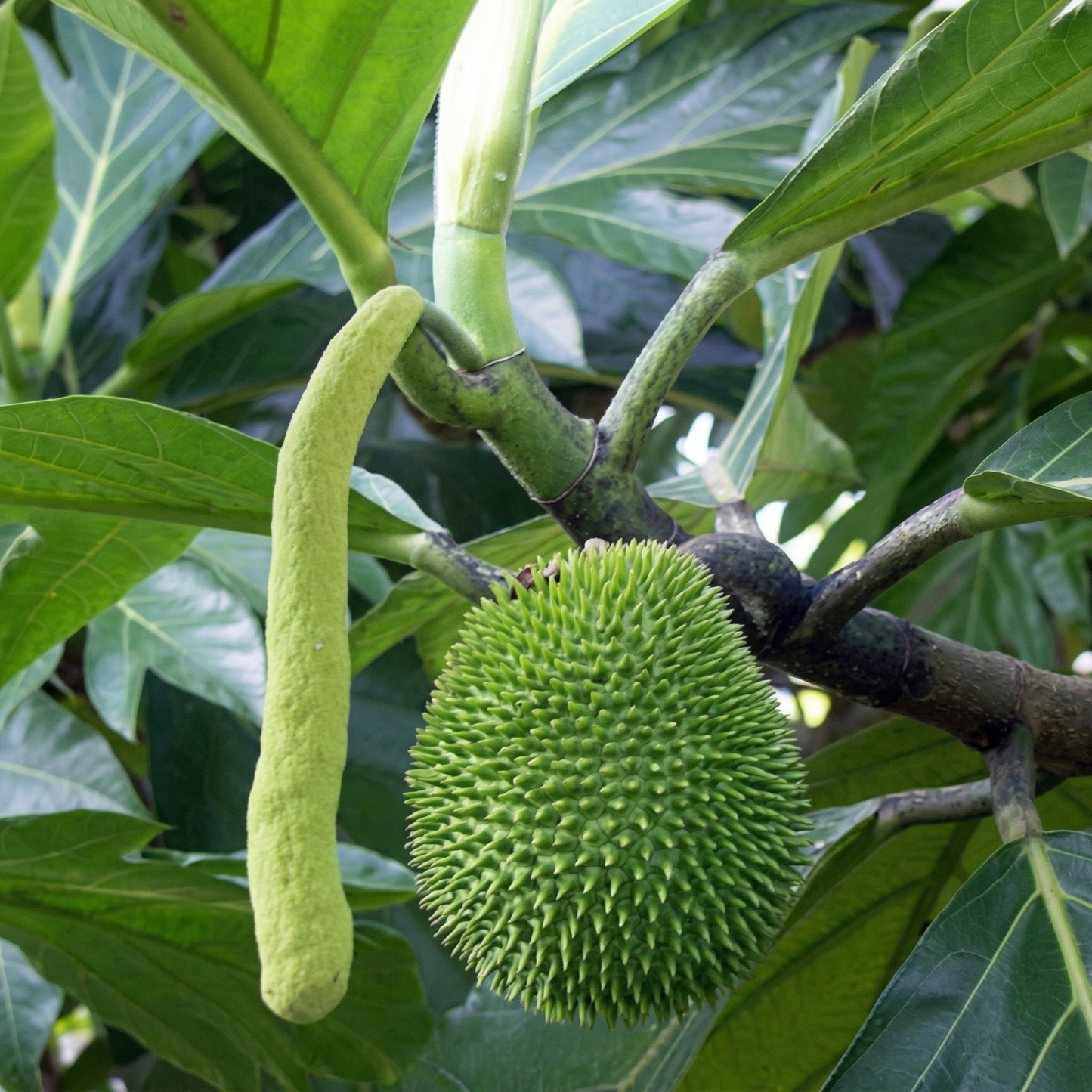 Marang Fruit Seeds Artocarpus odoratissimus – Tropical Marang Tree Seeds
