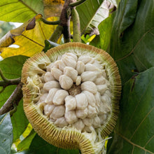 Marang Fruit Seeds Artocarpus odoratissimus – Tropical Marang Tree Seeds