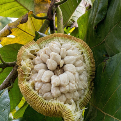 Marang Fruit Seeds Artocarpus odoratissimus – Tropical Marang Tree Seeds