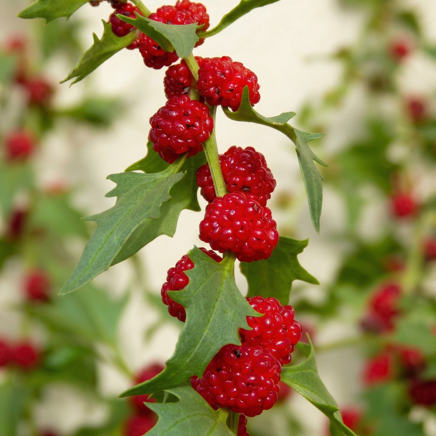 Indian Strawberry Vine Seeds Duchesnea indica – Ornamental Ground Cover Seeds