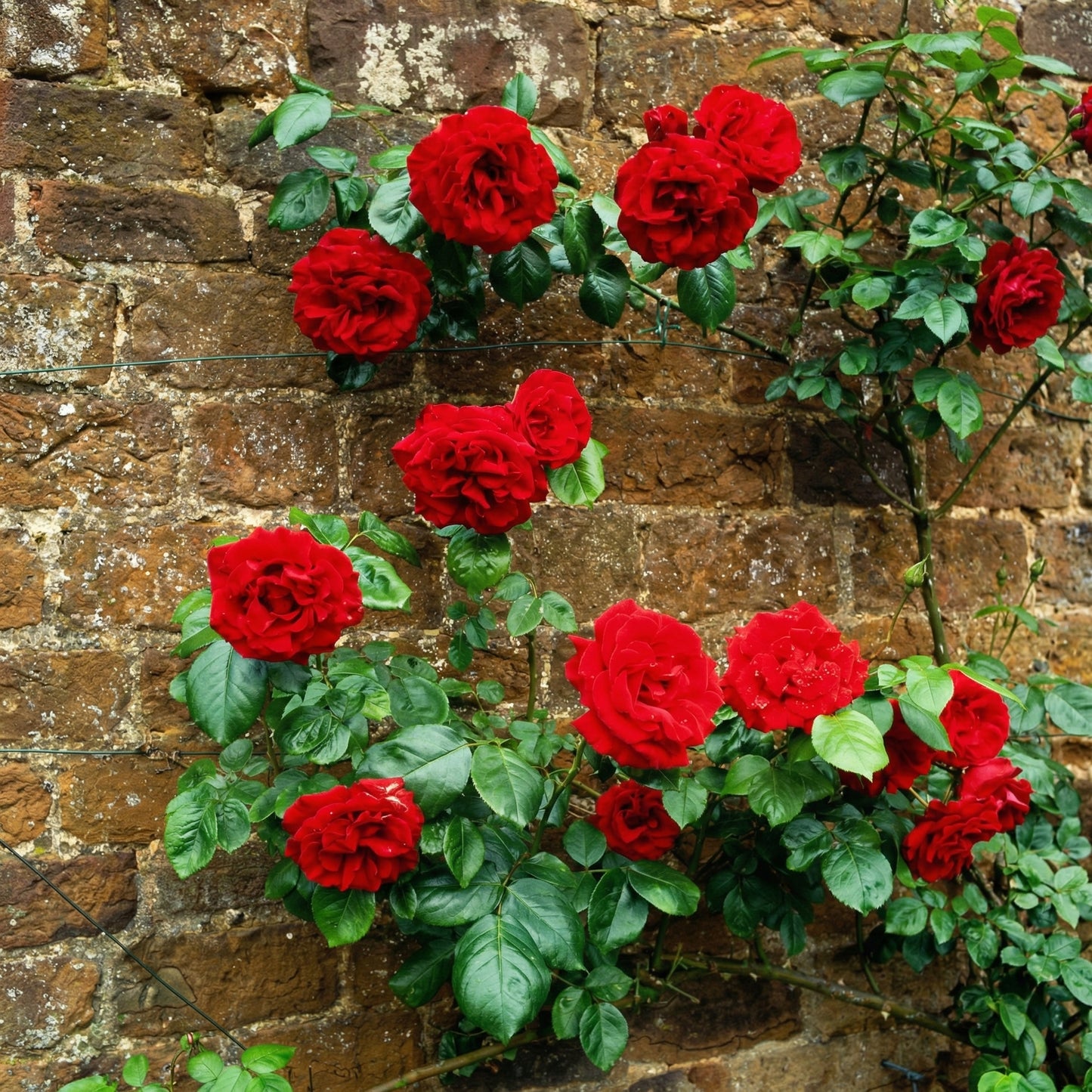Red Climbing Rose Seeds – Perennial Fragrant Heirloom Flower Seeds