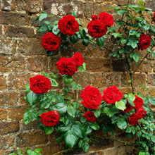 Red Climbing Rose Seeds – Perennial Fragrant Heirloom Flower Seeds