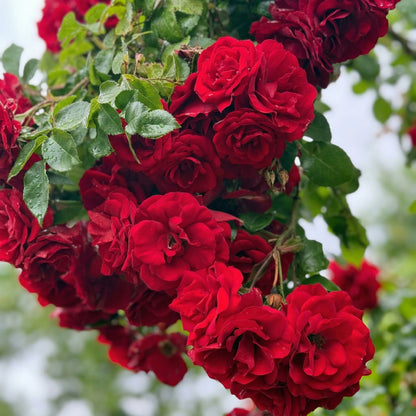Red Climbing Rose Seeds – Perennial Fragrant Heirloom Flower Seeds