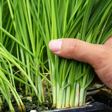 Garlic Chives Seeds – Heirloom Herb Seeds for Kitchen Gardens