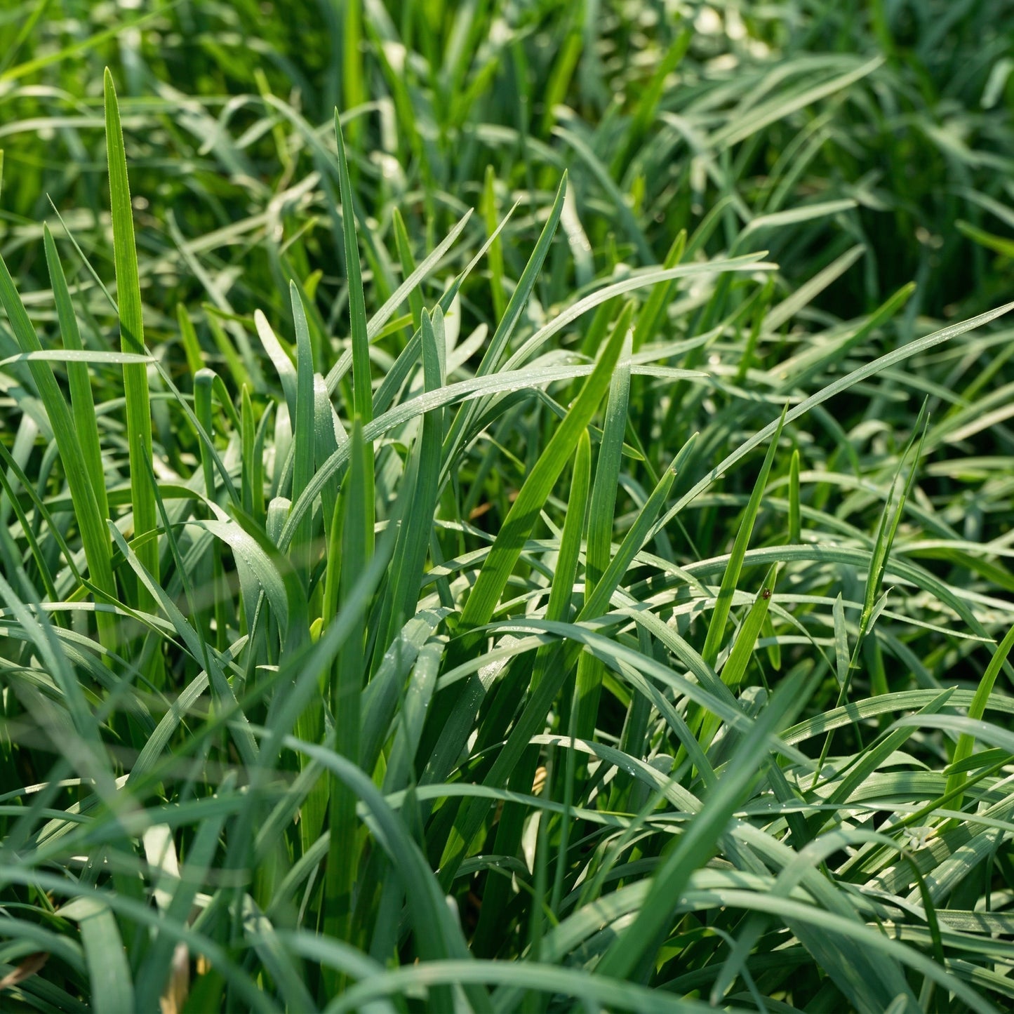 Garlic Chives Seeds – Heirloom Herb Seeds for Kitchen Gardens