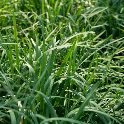 Garlic Chives Seeds – Heirloom Herb Seeds for Kitchen Gardens