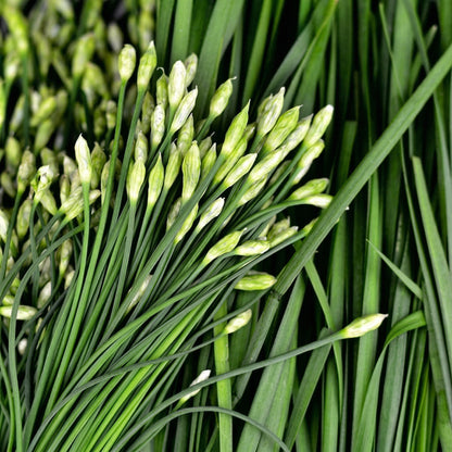 Garlic Chives Seeds – Heirloom Herb Seeds for Kitchen Gardens