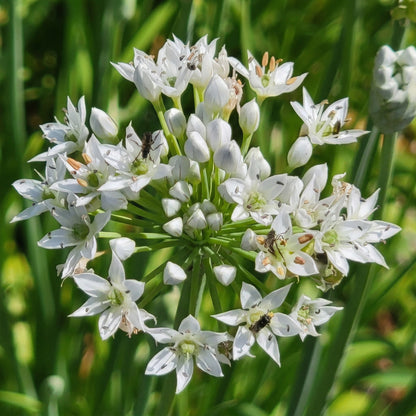 Garlic Chives Seeds – Heirloom Herb Seeds for Kitchen Gardens