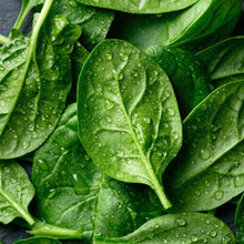 Malabar Spinach Seeds Green Stem Basella alba – Ceylon Spinach Vegetable Seeds