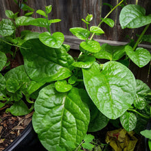 Malabar Spinach Seeds Green Stem Basella alba – Ceylon Spinach Vegetable Seeds