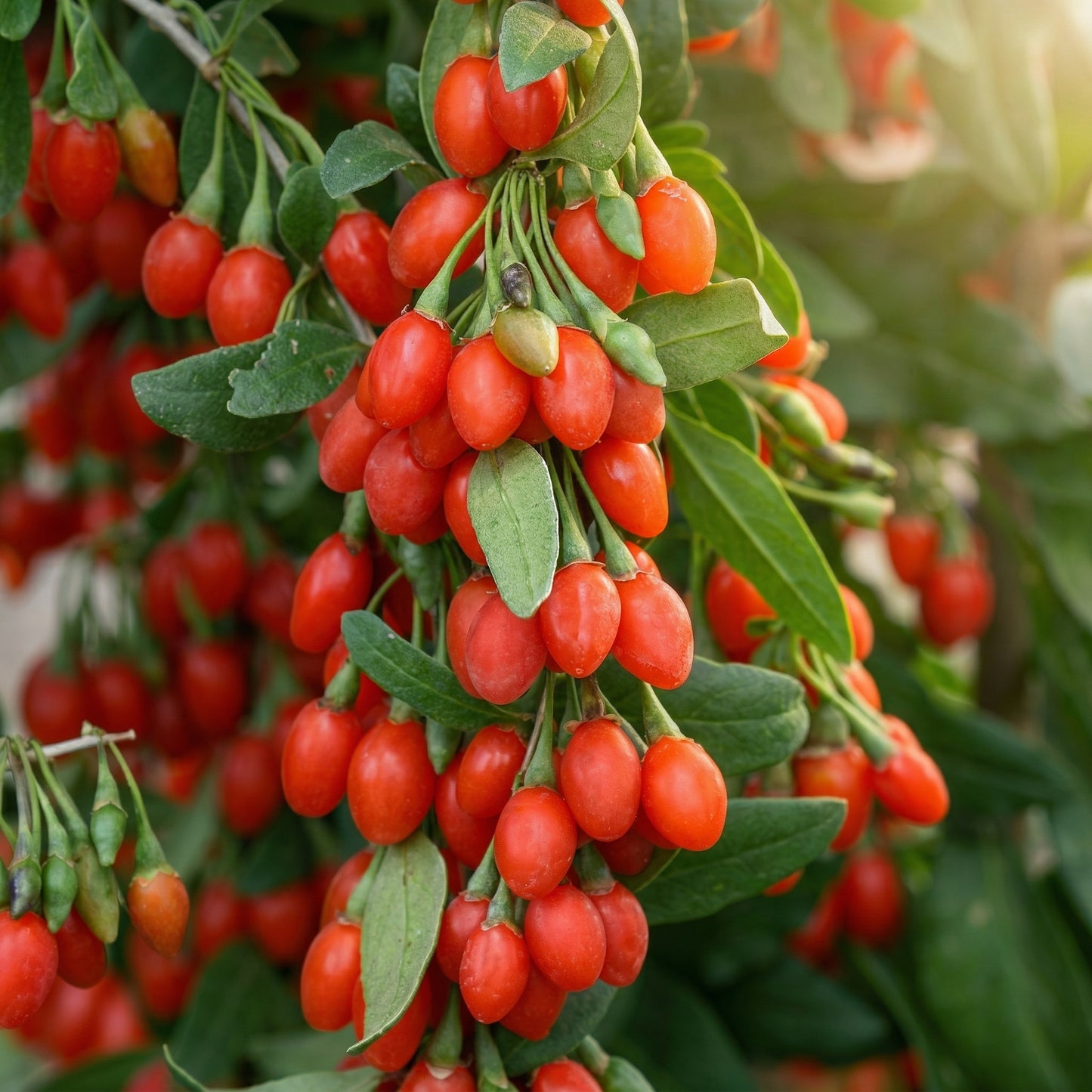 Goji Berry Tree Seeds Lycium chinense – Wolfberry Fruit Seeds for Planting