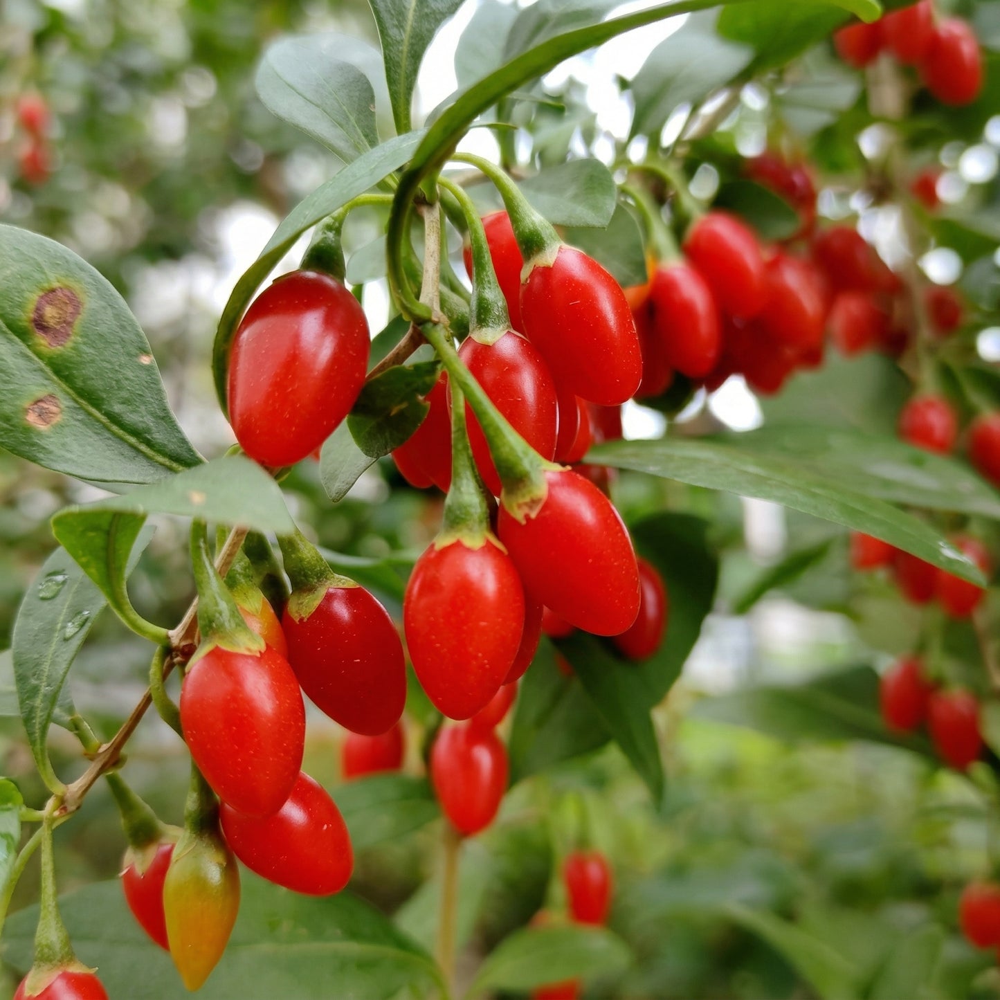 Goji Berry Tree Seeds Lycium chinense – Wolfberry Fruit Seeds for Planting