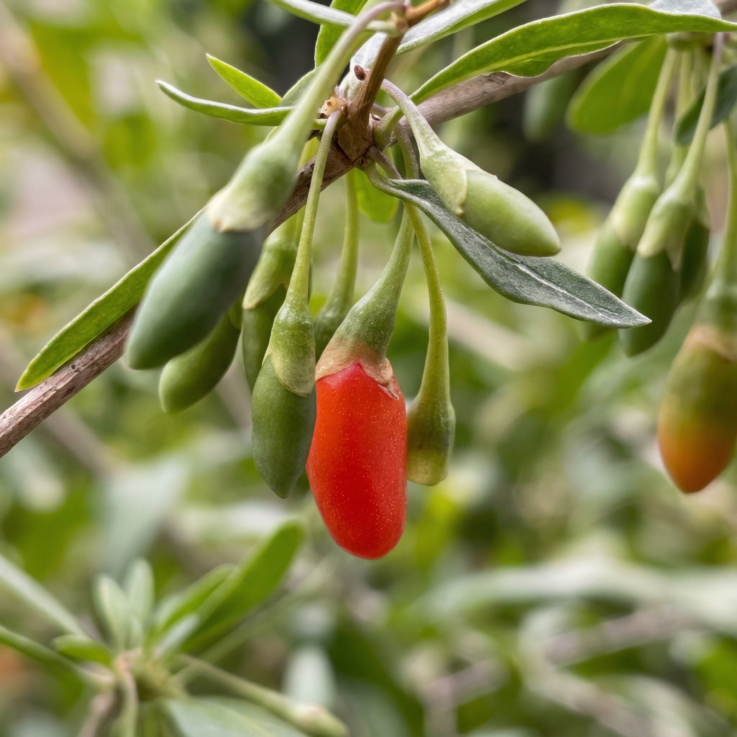 Goji Berry Tree Seeds Lycium chinense – Wolfberry Fruit Seeds for Planting