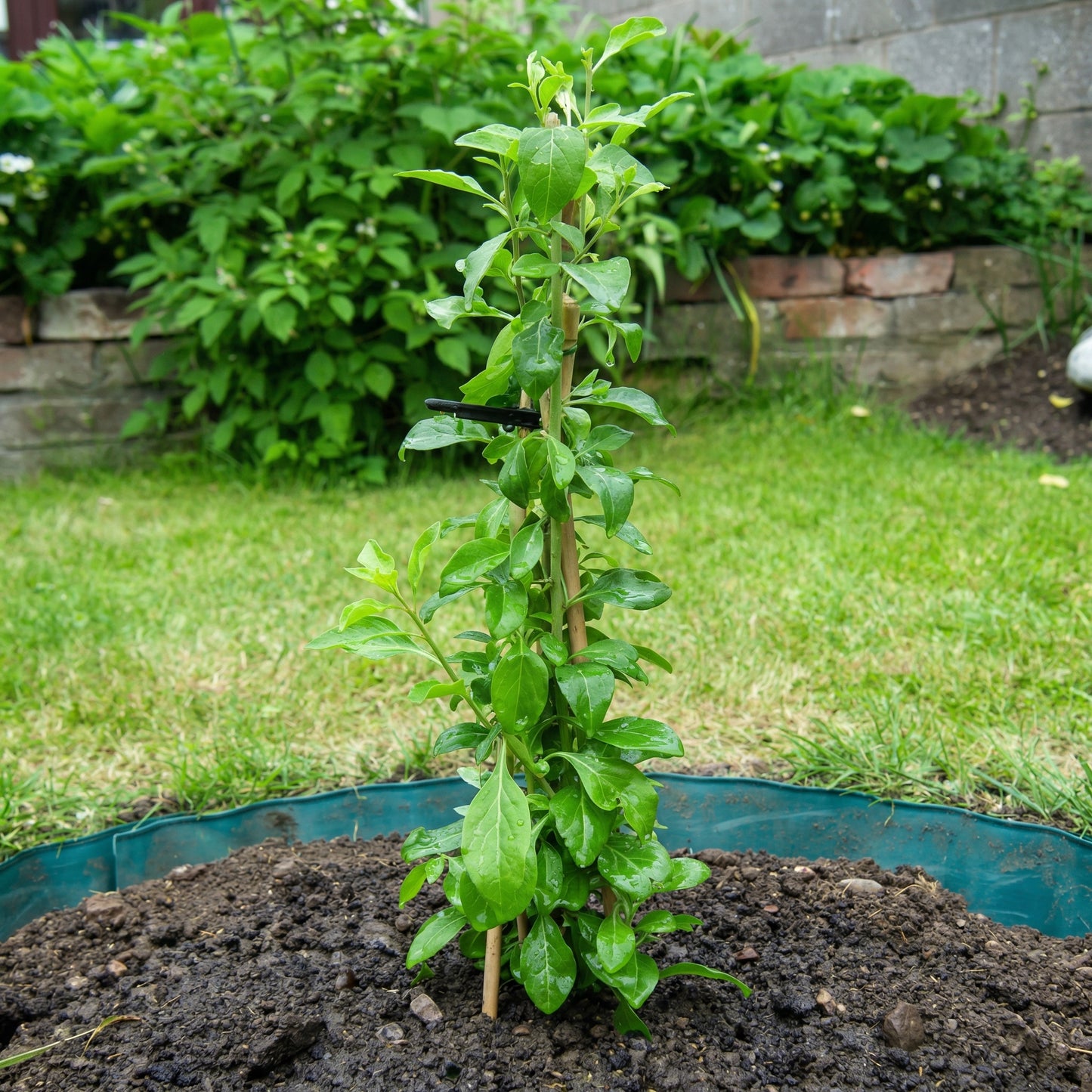 Goji Berry Tree Seeds Lycium chinense – Wolfberry Fruit Seeds for Planting
