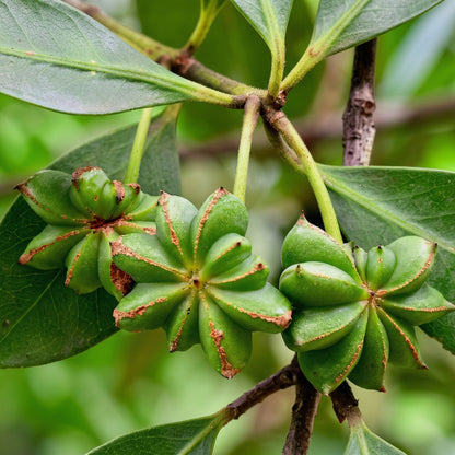 Star Anise Seeds Illicium verum – Aromatic Spice Tree Seeds