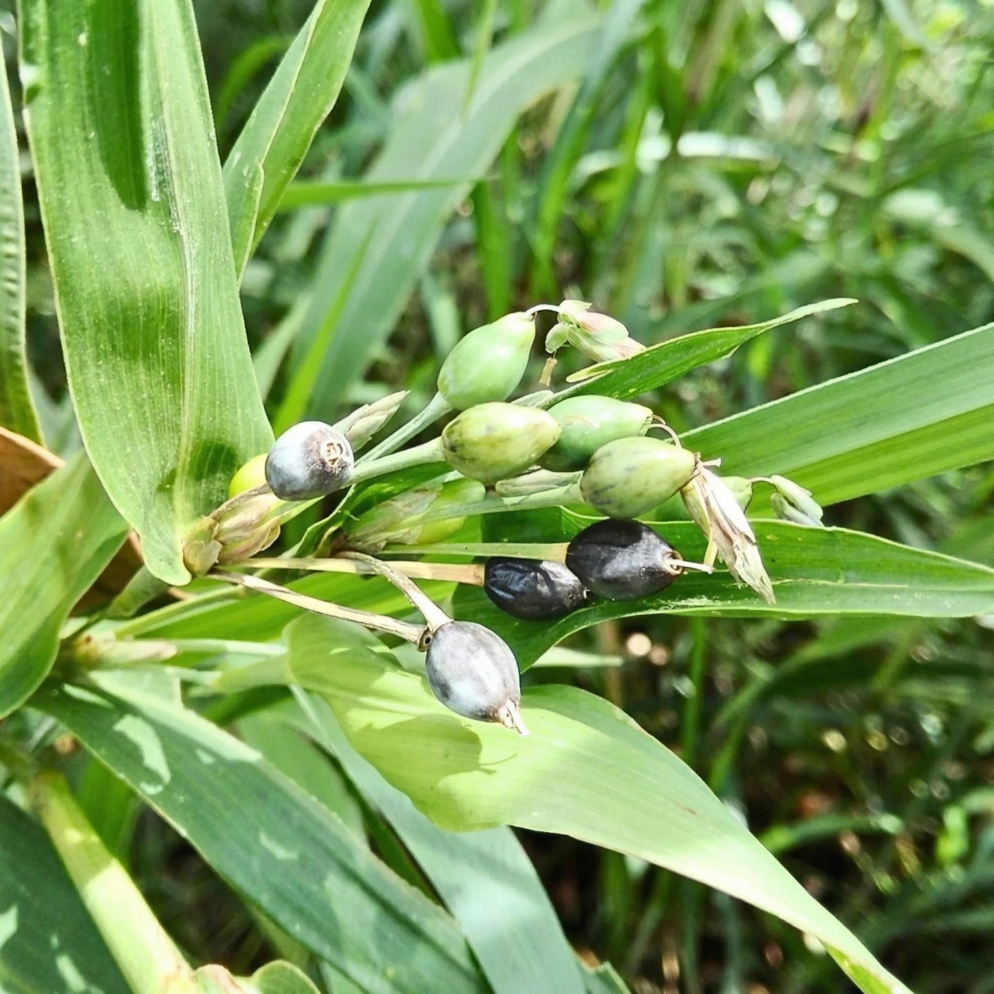 Jobs Tears Seeds Coix lacryma-jobi – Ornamental Grain & Culinary Seeds