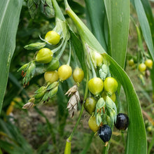 Jobs Tears Seeds Coix lacryma-jobi – Ornamental Grain & Culinary Seeds