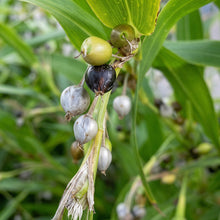 Jobs Tears Seeds Coix lacryma-jobi – Ornamental Grain & Culinary Seeds