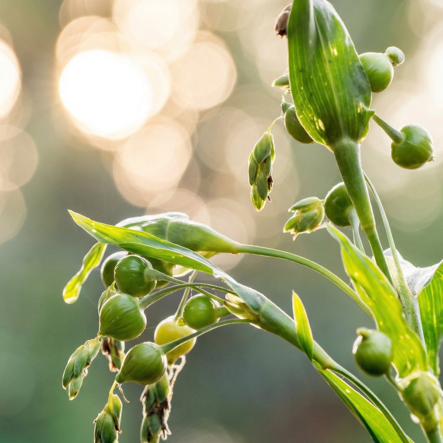 Jobs Tears Seeds Coix lacryma-jobi – Ornamental Grain & Culinary Seeds