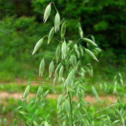 Oat Seeds Avena sativa – Milky Oats Herbal & Cover Crop Seeds