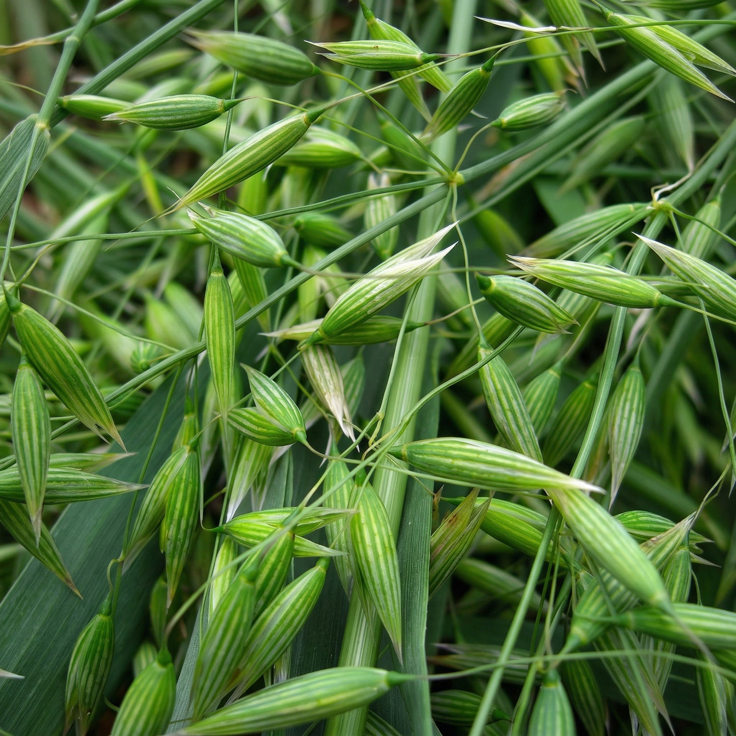 Oat Seeds Avena sativa – Milky Oats Herbal & Cover Crop Seeds