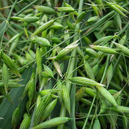 Oat Seeds Avena sativa – Milky Oats Herbal & Cover Crop Seeds