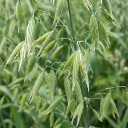 Oat Seeds Avena sativa – Milky Oats Herbal & Cover Crop Seeds