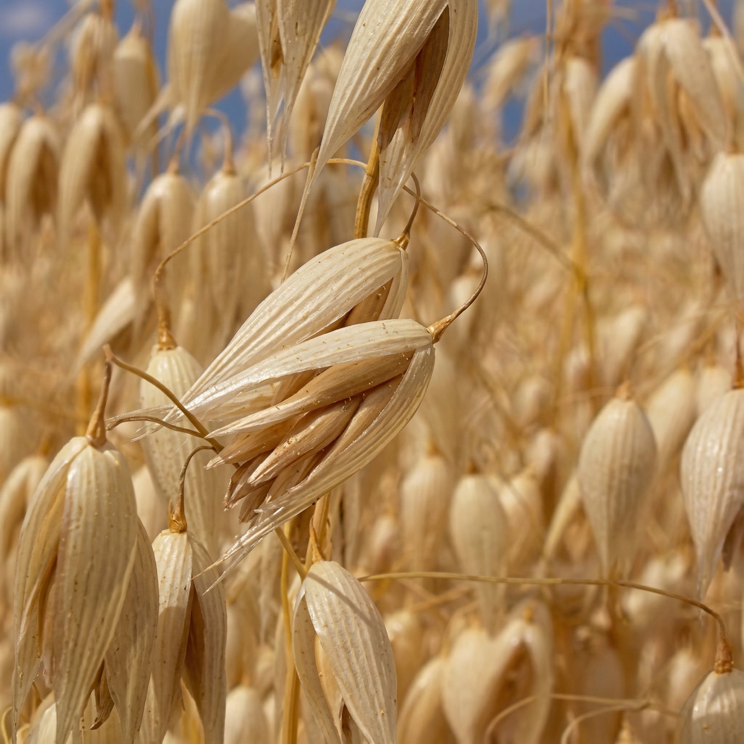 Oat Seeds Avena sativa – Milky Oats Herbal & Cover Crop Seeds