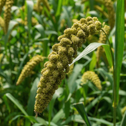 German Foxtail Millet Seeds – Drooping Ornamental Grain Seeds