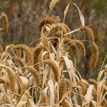 German Foxtail Millet Seeds – Drooping Ornamental Grain Seeds