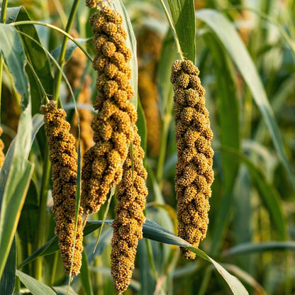 German Foxtail Millet Seeds – Drooping Ornamental Grain Seeds