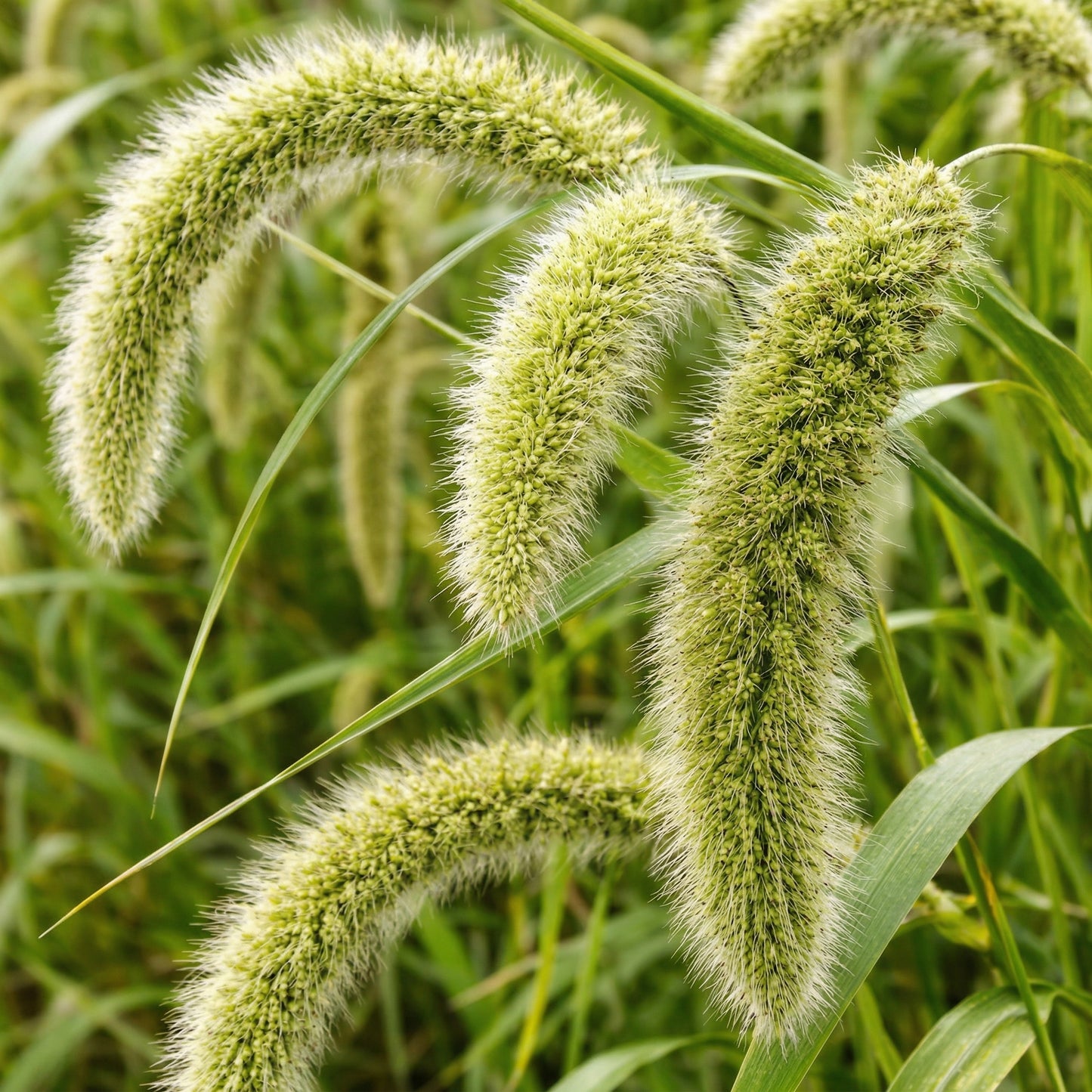 German Foxtail Millet Seeds – Drooping Ornamental Grain Seeds
