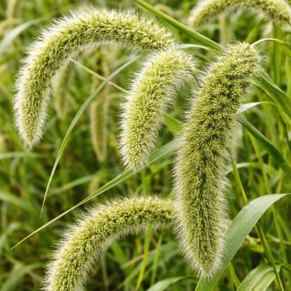 German Foxtail Millet Seeds – Drooping Ornamental Grain Seeds