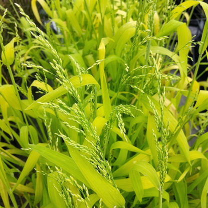 German Foxtail Millet Seeds – Drooping Ornamental Grain Seeds